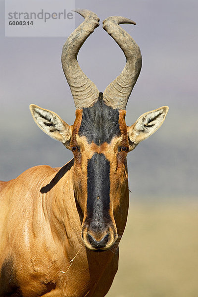 Rote Kuhantilope (Alcelaphus Buselaphus)  Mountain-Zebra-Nationalpark  Südafrika  Afrika