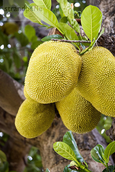 Jackfrucht am Baum  Ayutthaya  Thailand  Südostasien  Asien