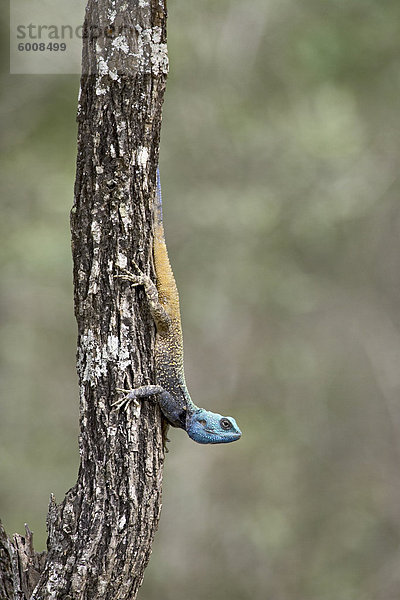 Südliche Baum Agama (Acanthocerus Atricollis)  Umfolozi Game Reserve  Südafrika  Afrika