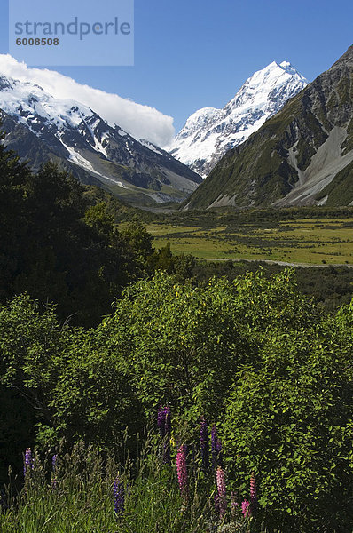 Lupinen blühen unter Aoraki (Mount Cook)  3755m  der höchste Berg in Neuseeland  Te Wahipounamu Weltkulturerbe Aoraki (Mount Cook) Nationalpark  Südalpen  Mackenzie Country  Südinsel  Neuseeland  Pazifik