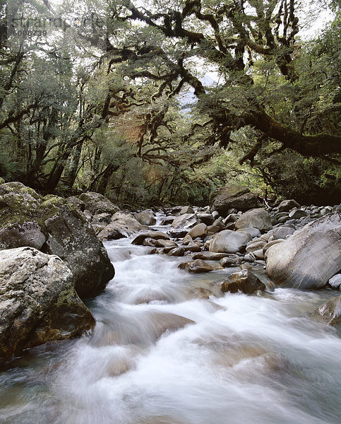 Highländer Wald  überhängenden mit Moosen  Gulliver River  am Grab-Talbot Track  Fiordland-Nationalpark  Otago  Südinsel  Neuseeland  Pazifik