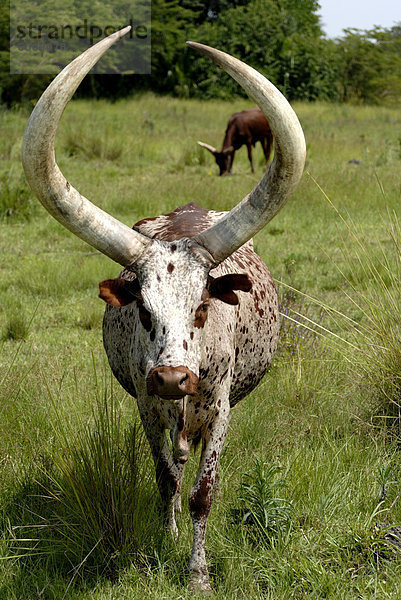 Ankole Kühe  Uganda  Ostafrika  Afrika