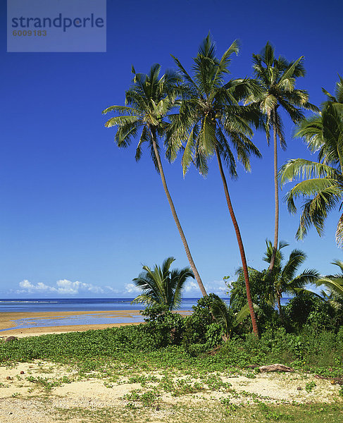 Palmen am Strand an der Coral Coast bei Sigatoka  Fiji  Pazifische Inseln  Pazifik