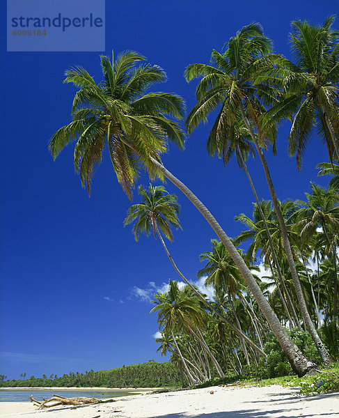 Palmen auf einer tropischen Insel Strand in Viti Coral Coast in Fidschi  Pazifische Inseln  Pazifik