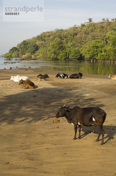 Kühe am Ufer des Tiracol River  Goa  Indien  Asien