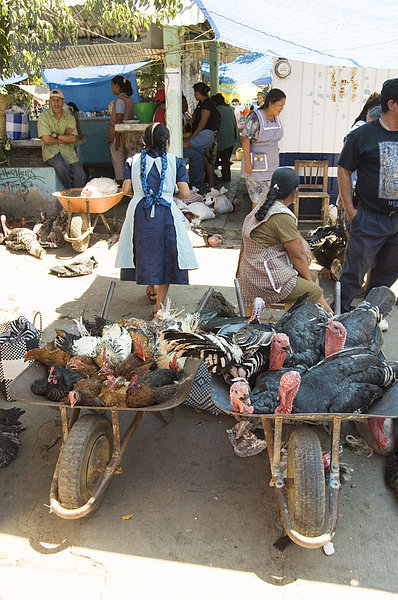 Puten zu verkaufen in Markt  Zaachila  Oaxaca  Mexiko  Nordamerika