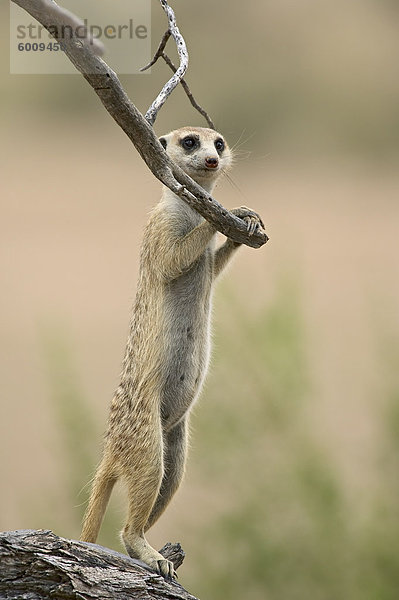 Erdmännchen oder Erdmännchen (Suricata Suricatta) stehen Wache  Kgalagadi Transfrontier Park  umfasst das ehemalige Kalahari Gemsbok Nationalpark  Nordkap  Südafrika  Afrika