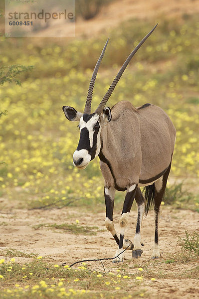 Spießbock (südafrikanische Oryx ®) (Oryx Gazella) zu Fuß durch gelbe Wildblumen  Kgalagadi Transfrontier Park  umfasst das ehemalige Kalahari Gemsbok Nationalpark  Nordkap  Südafrika  Afrika