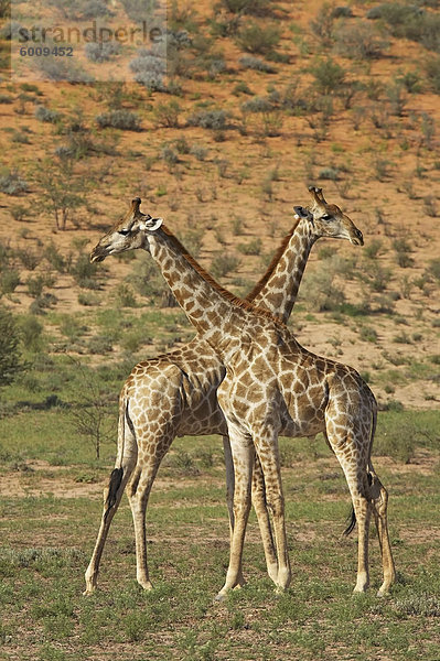 Zwei männliche Cape Giraffe (Giraffa Camelopardalis Giraffa) kämpfen  Kgalagadi Transfrontier Park  umfasst das ehemalige Kalahari Gemsbok Nationalpark  Nordkap  Südafrika  Afrika