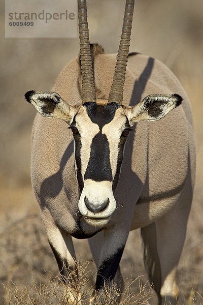 Biesa Oryx (Oryx Beisa)  Samburu National Reserve  Kenia  Ostafrika  Afrika