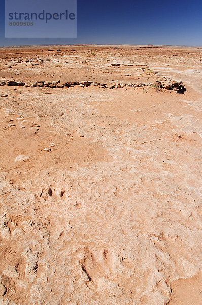 Dinosaurier Foot Prints  Arizona  Vereinigte Staaten von Amerika  Nordamerika