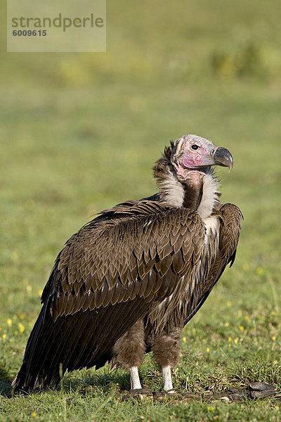 Ohrengeier (Torgos Tracheliotus)  Ngorongoro Krater  Ngorongoro Conservation Area  Tansania  Ost-Afrika  Afrika