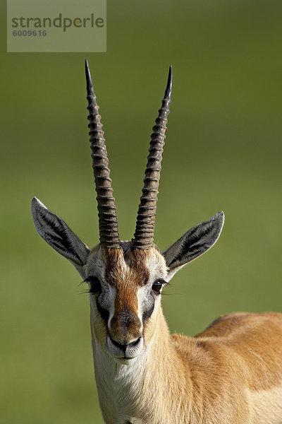 Männliche Thomson's Gazelle (Gazella Thomsonii)  Ngorongoro Krater  Ngorongoro Conservation Area  Tansania  Ostafrika  Afrika