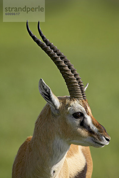 Männliche Thomson's Gazelle (Gazella Thomsonii)  Ngorongoro Krater  Ngorongoro Conservation Area  Tansania  Ostafrika  Afrika