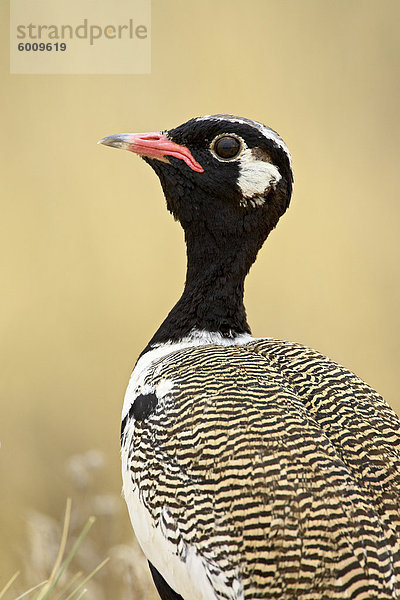 Nördliche schwarze Vögel (Lophotis Afraoides)  Kgalagadi Transfrontier Park  umfasst das ehemalige Kalahari Gemsbok National Park  Südafrika  Afrika