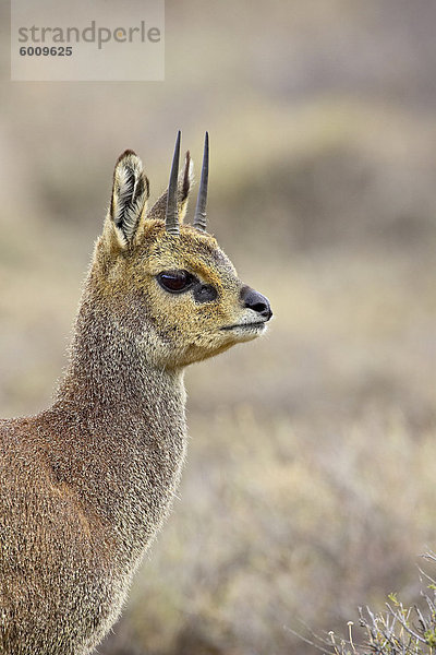 Männliche Klippspringer (Oreotragus Oreotragus)  Karoo-Nationalpark  Südafrika  Afrika