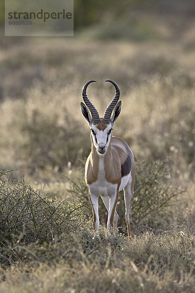 Männliche Springbok (Antidorcas Marsupialis)  Karoo-Nationalpark  Südafrika  Afrika