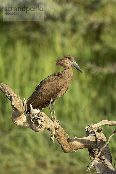 Hammerkopf (Scopus Umbretta)  Masai Mara National Reserve  Kenia  Ostafrika  Afrika