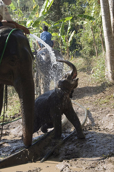 Urlaub Elefant Südostasien Asien Thailand