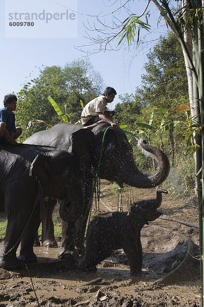 Urlaub Elefant Südostasien Asien Thailand