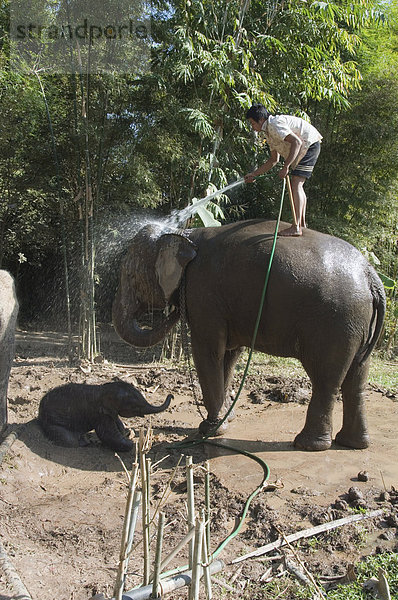 Urlaub Elefant Südostasien Asien Thailand