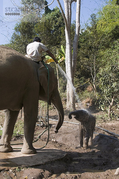 Urlaub Elefant Südostasien Asien Thailand