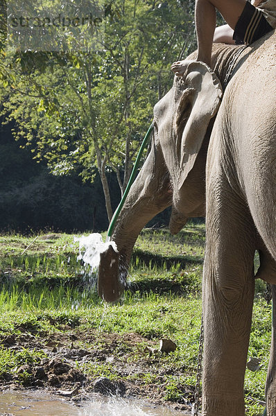 Urlaub Elefant Südostasien Asien Thailand