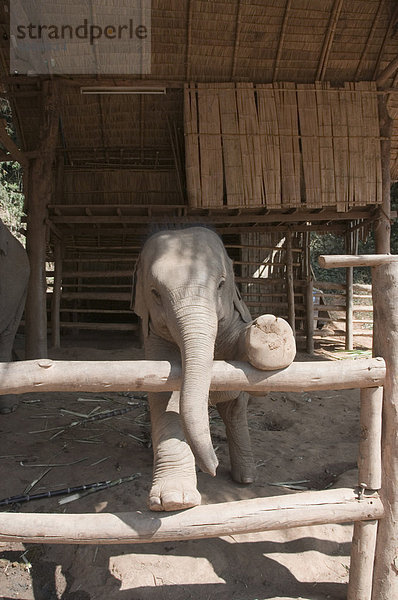 Urlaub Elefant Südostasien Asien Thailand