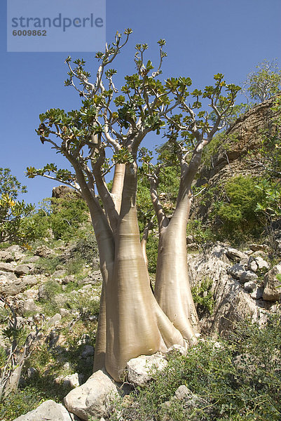 Flasche-Baum (Wüste Rose) (Adenium Obesum) endemisch auf der Insel  in der Nähe von Hadibu  Insel Sokotra  Jemen  Naher Osten