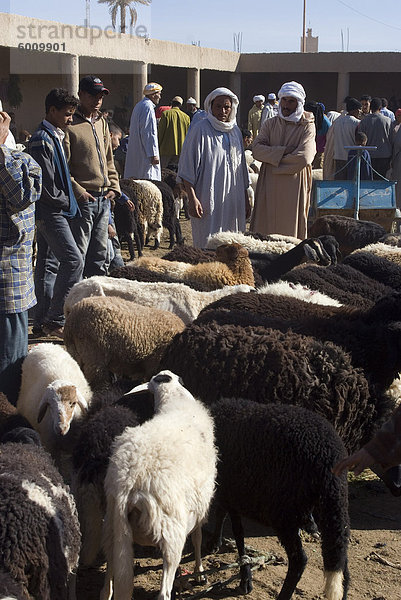 Vieh  Wochenmarkt  Rissani  Marokko  Nordafrika  Afrika