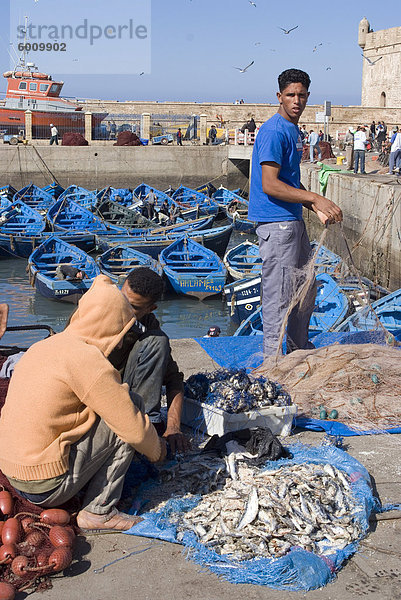 Fang des Tages  Essaouira  Marokko  Nordafrika  Afrika