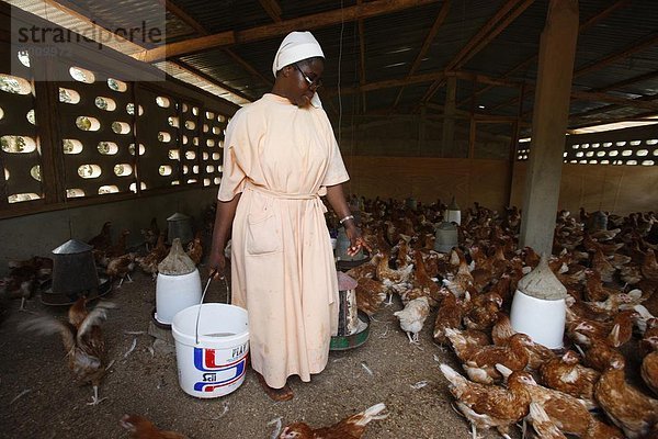 Westafrika Hühnervogel Afrika Zucht katholisch Kloster Togo