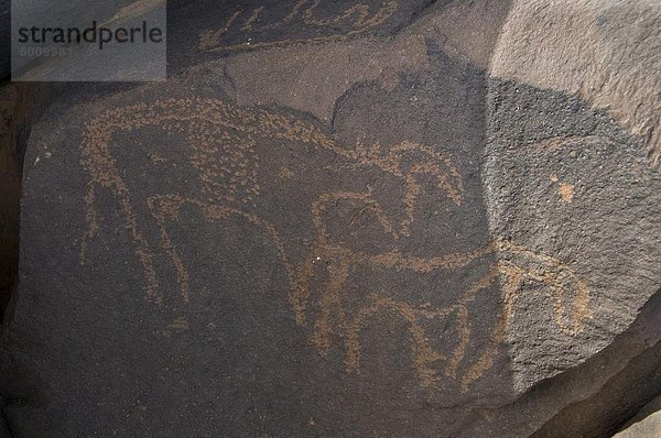 Alte Felsinschriften in der Tassili n «Ajjer  Sahara  südlichen Algerien  Nordafrika  Afrika