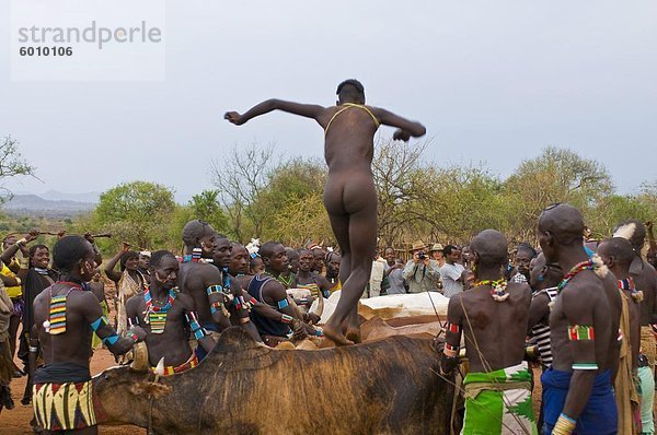 Junge Hamer junge läuft über Bullen zu einer vollständigen Erwachsener  Jumping Bull Zeremonie  Omo-Tal  Äthiopien  Afrika