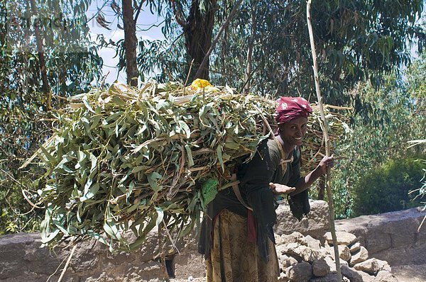 Frau trägt Heu  Addis Abeba  Äthiopien  Afrika