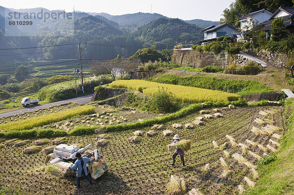 Dreschen frisch geernteten Reis in einem kleinen terrassierten Reisfeld nahe Oita  Kyushu  Japan  Asien