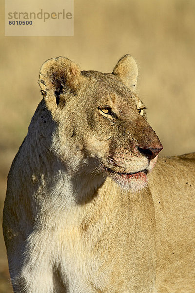 Löwin (Panthera Leo) mit Blut bedeckten Mund aus einem gnus töten  Masai Mara National Reserve  Kenia  Ostafrika  Afrika