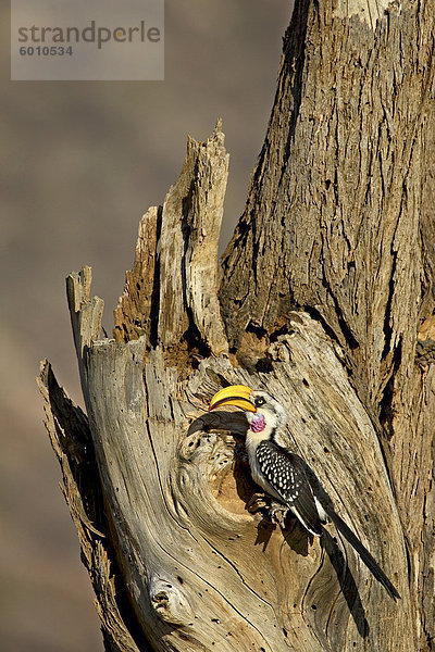 Östlicher Gelbschnabeltoko (Tockus Flavirostris) in sein Nest  Samburu National Reserve  Kenia  Ostafrika  Afrika