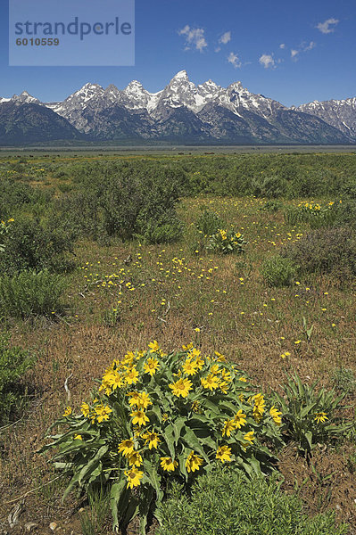 Gelbe Wildblumen in eine Wiese mit der Grand Teton Kathedrale-Gruppe von Bergen in der Distanz  Grand-Teton-Nationalpark  Wyoming  Vereinigte Staaten von Amerika  Nordamerika
