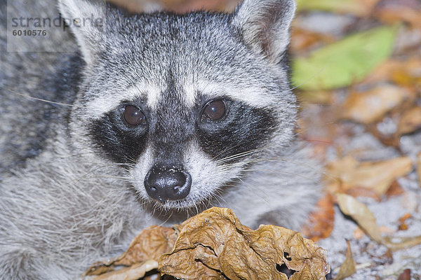 Nördliche Waschbär (Procyon Lotor)  Manuel Antonio Nationalpark  Costa Rica  Mittelamerika