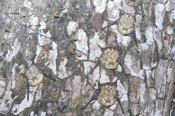 Lang-aufgespürten Fledermäuse (Rhynchonycteris Naso) auf einem Baum  Manuel Antonio Nationalpark  Costa Rica  Mittelamerika