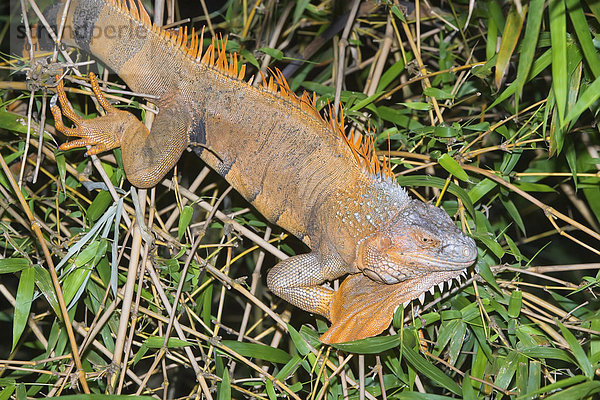 Grüner Leguan (Iguana Iguana)  La Fortuna  Arenal  Costa Rica  Mittelamerika