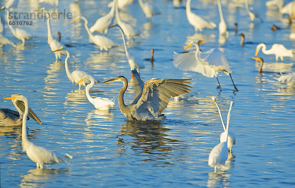 Großer Reiher (Casmerodius Albus) und auf der Suche nach Fische im Teich  Sanibel Island  J. N. Ding Darling National Wildlife Refuge  Florida  Vereinigte Staaten von Amerika  Nordamerika Kanadareiher (Ardea Herodias)