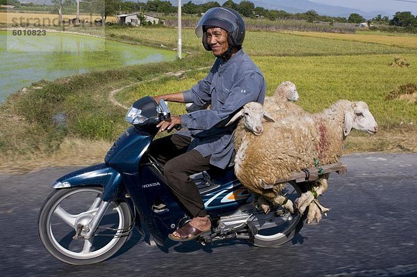 Mann Transport von Schafen auf seine Motobike  Vietnam  Indochina  Südostasien  Asien