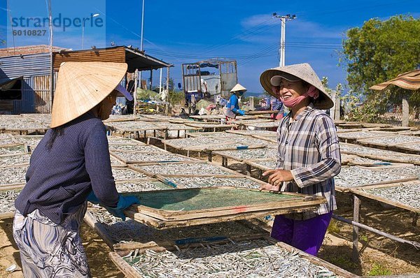 Frauen am lokalen Fischfabrik arbeiten mit trockenen Fisch  Mui Ne  Vietnam  Indochina  Südostasien  Asien