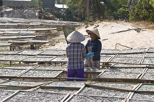 Frauen am lokalen Fischfabrik arbeiten mit trockenen Fisch  Mui Ne  Vietnam  Indochina  Südostasien  Asien