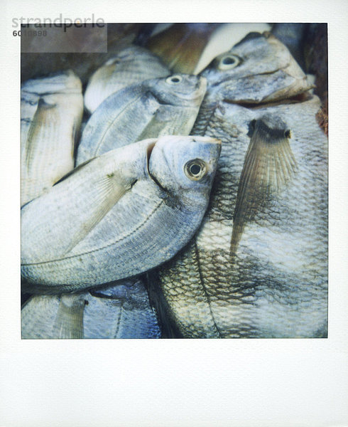 Polaroid Image der Fische zum Verkauf in Fisch Markt  Essaouira  Marokko  Nordafrika  Afrika