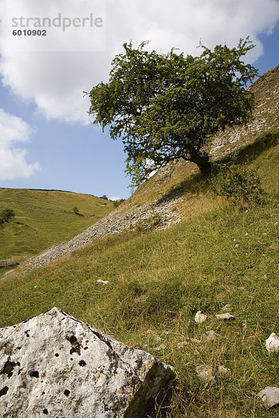 Cressbrook Dale  White Peak  Peak District National Park  Derbyshire  England  Vereinigtes Königreich  Europa