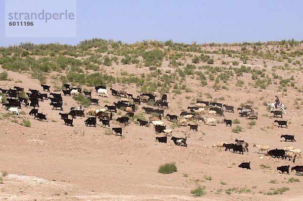 Herde von Ziegen  Karakol Wüste  Turkmenistan  Zentral-Asien  Asien
