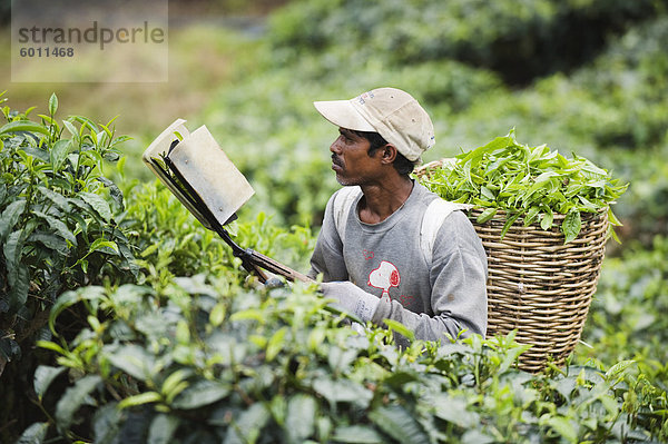 Tee-Kollektor auf einer Teeplantage  BOH Sungai Palas-Teeplantage  Cameron Highlands  Perak state  Malaysia  Südostasien  Asien